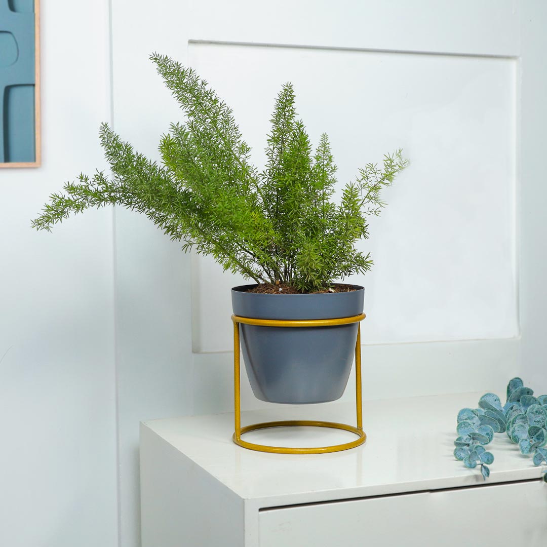 Asparagus Grass With Grey Pot Circular Stand