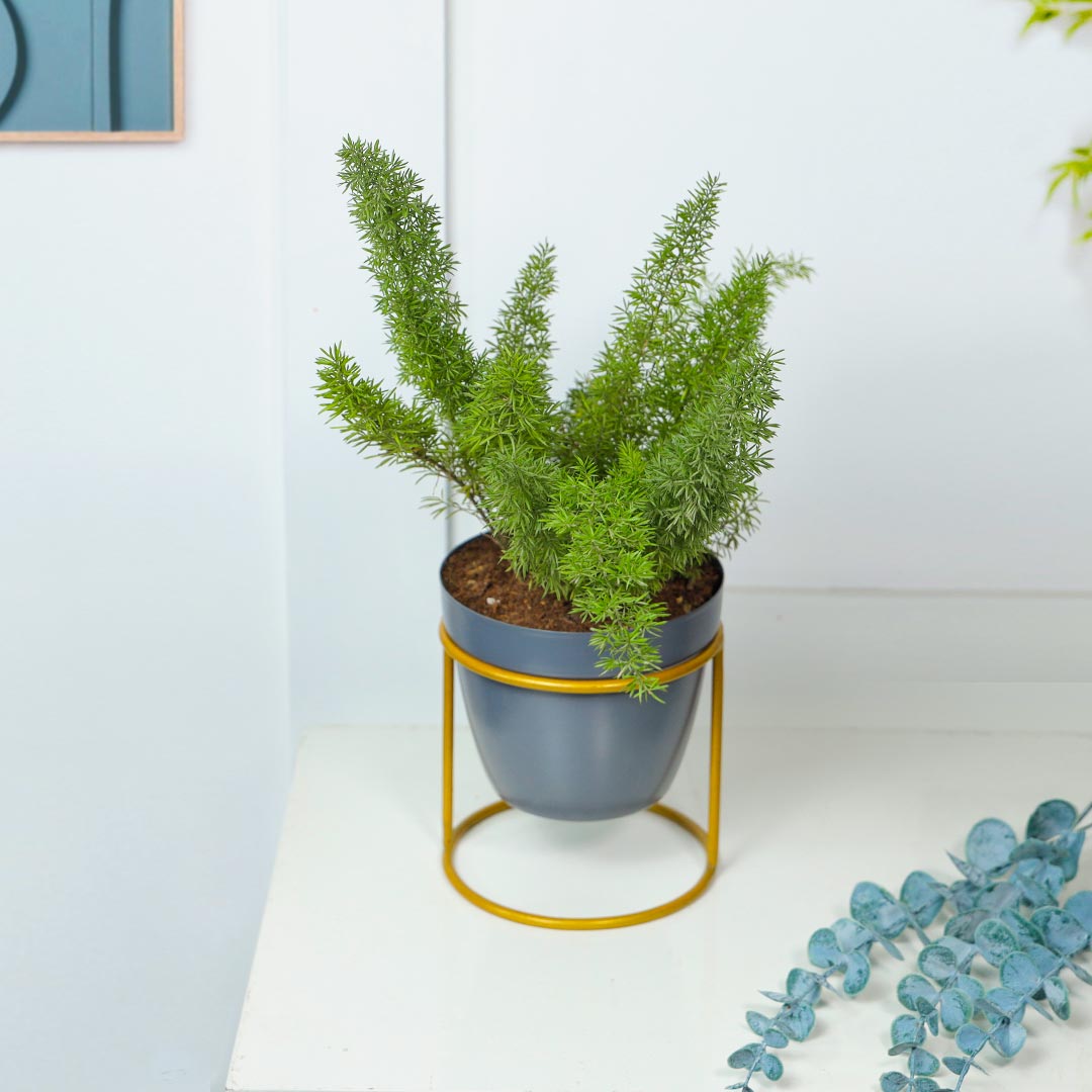 Asparagus Grass With Grey Pot Circular Stand