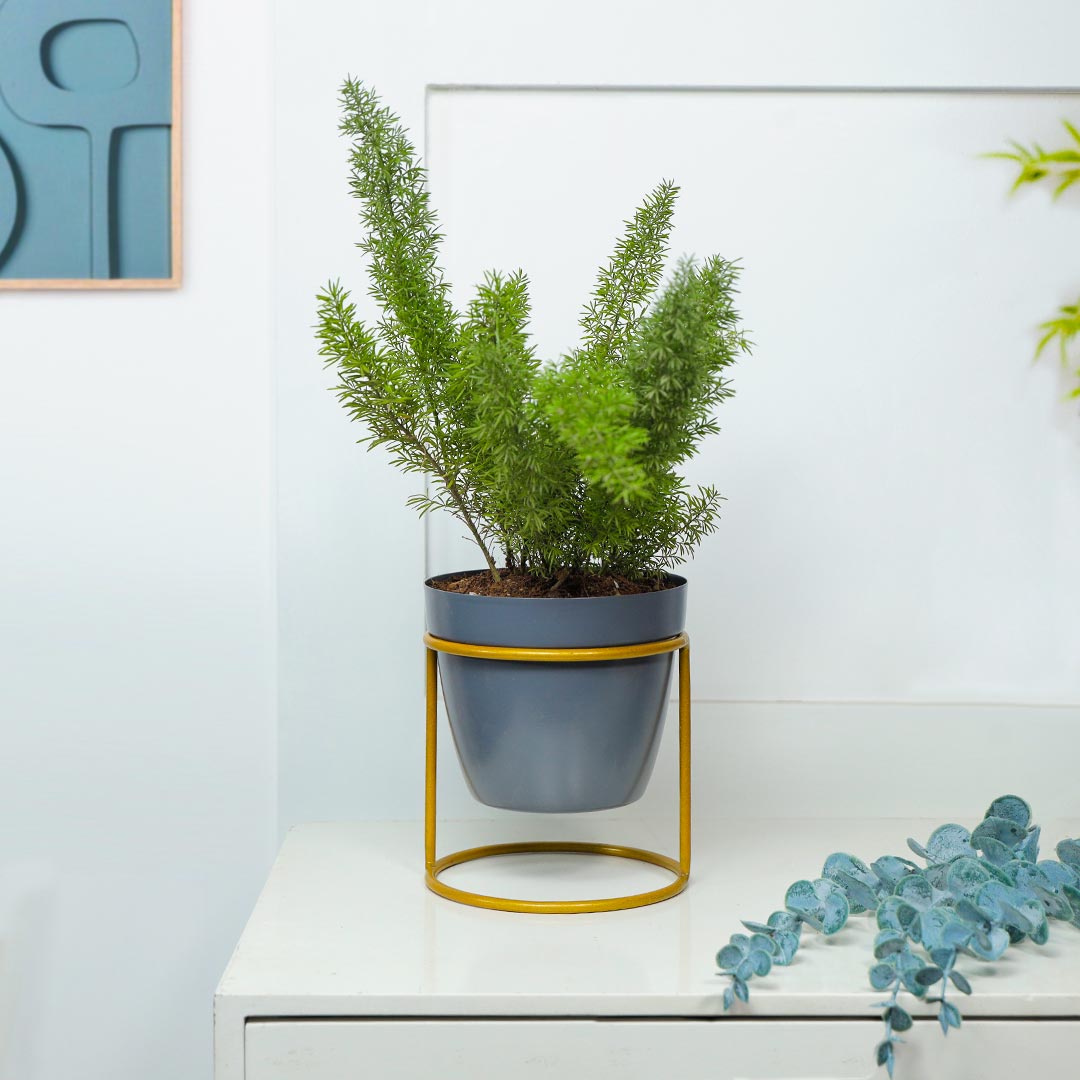 Asparagus Grass With Grey Pot Circular Stand