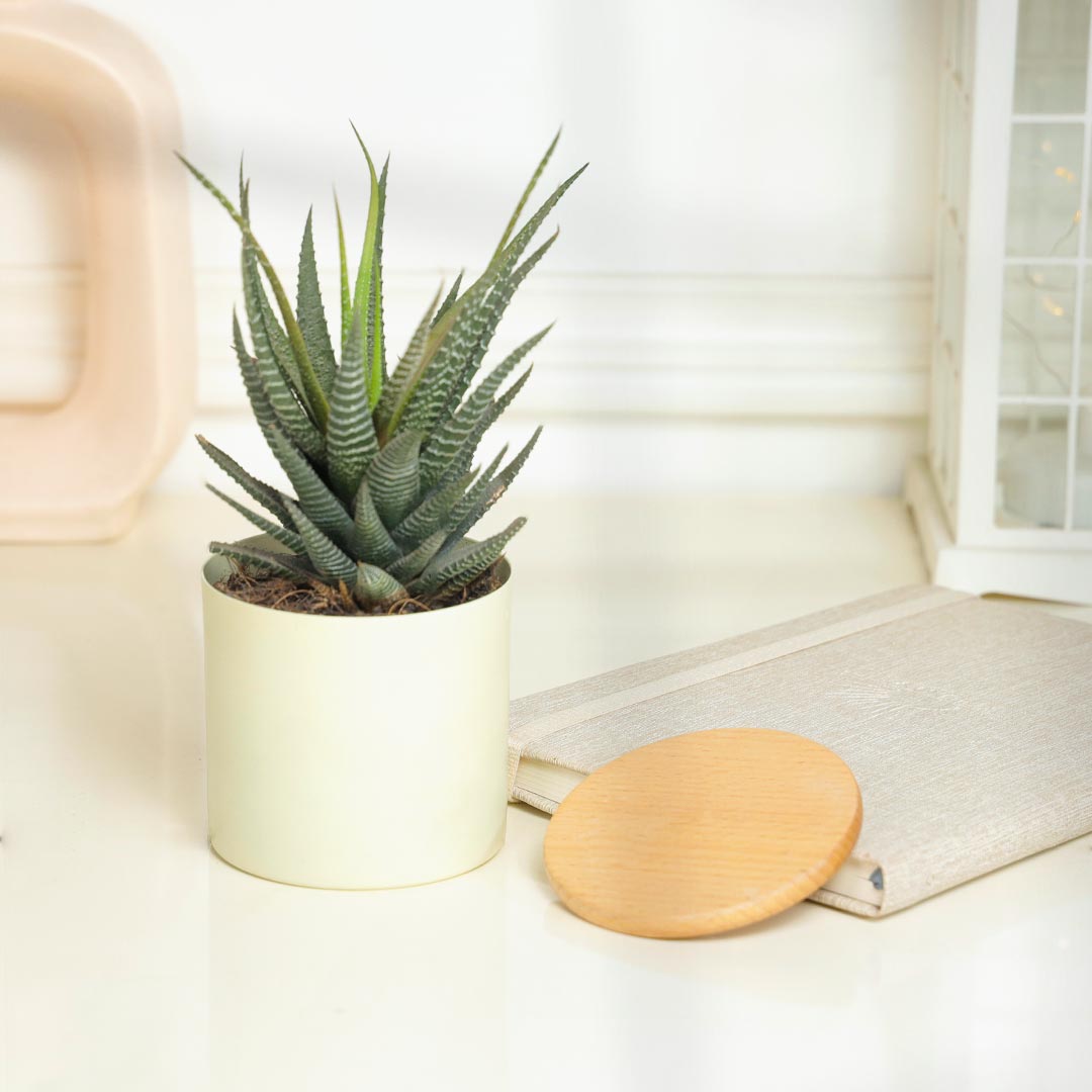 Attractive Haworthia plant