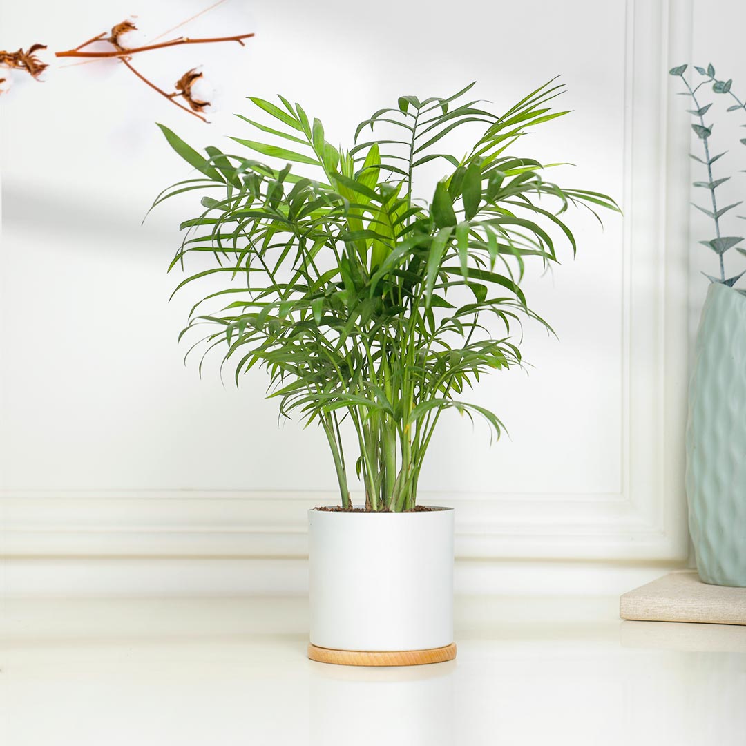 https://www.unrealgift.com/Attractive Parlour Palm