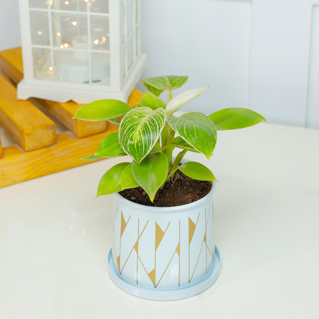 Birkin Philodendron In Cylinder Pot With Plate