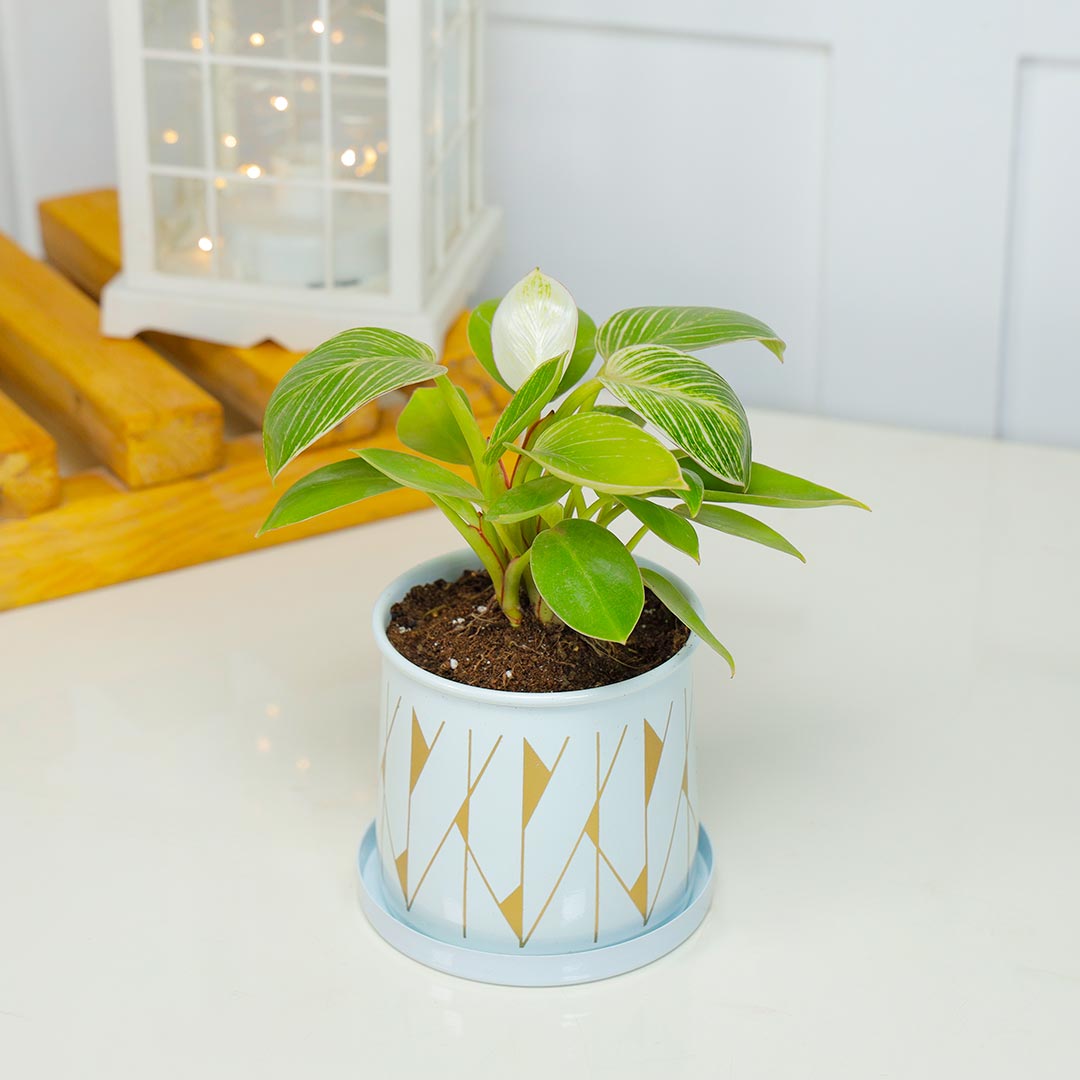 Birkin Philodendron In Cylinder Pot With Plate