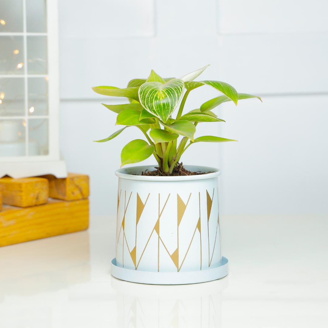 Birkin Philodendron In Cylinder Pot With Plate