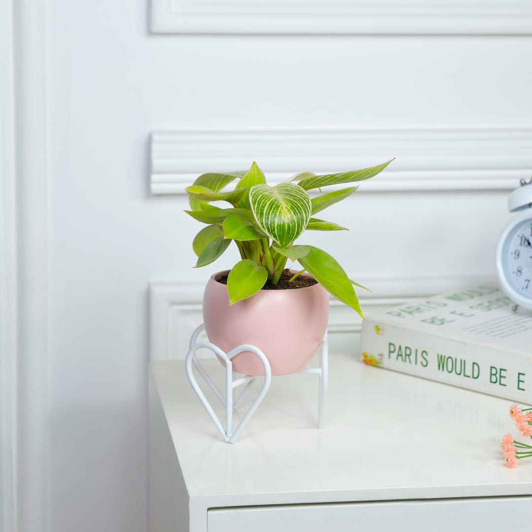 Birkin Philodendron In Heart Stand Pink Pot