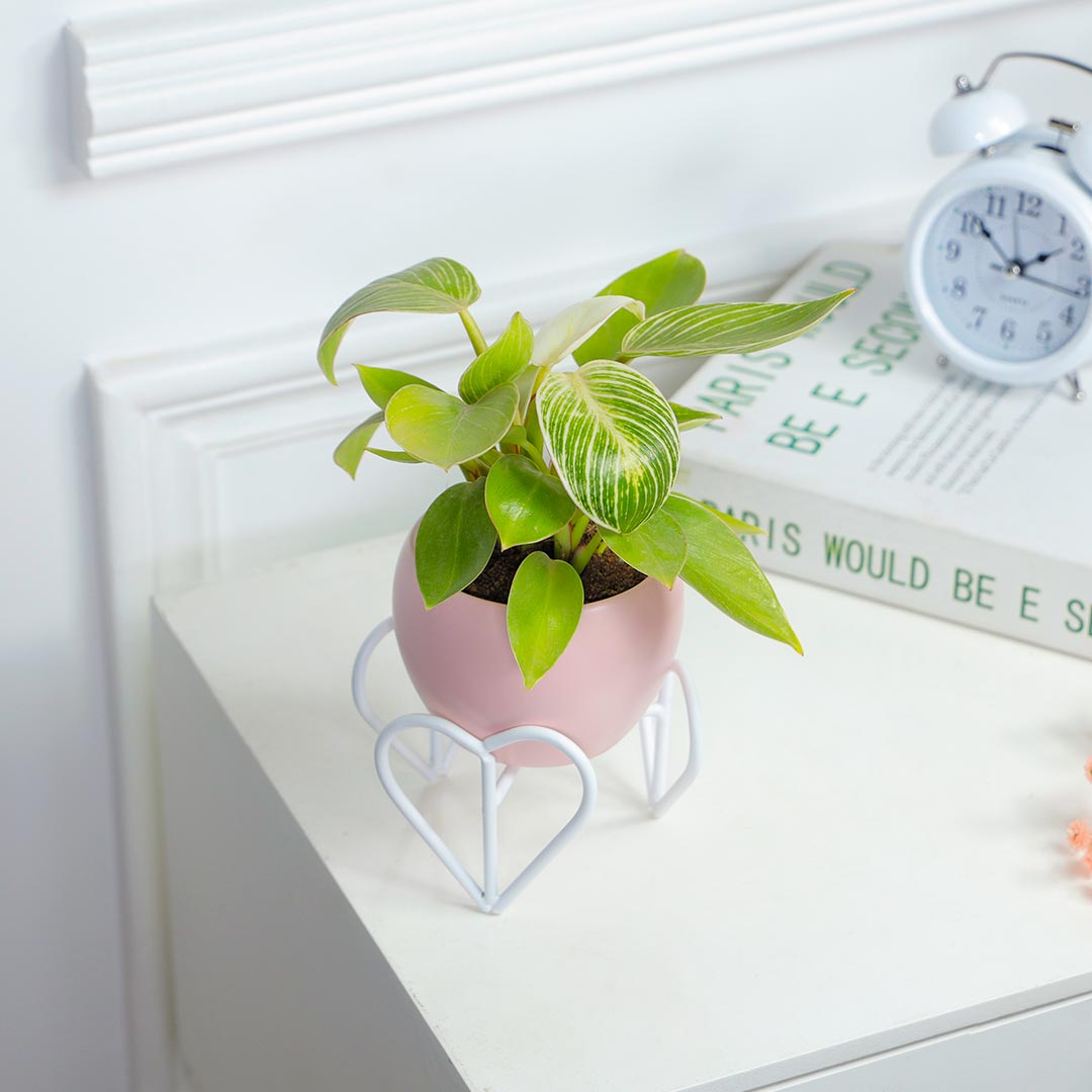 Birkin Philodendron In Heart Stand Pink Pot