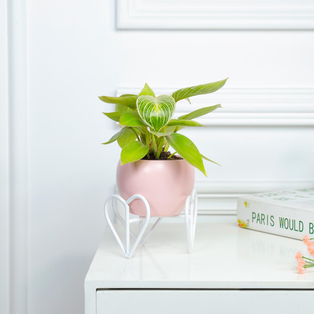 Birkin Philodendron In Heart Stand Pink Pot