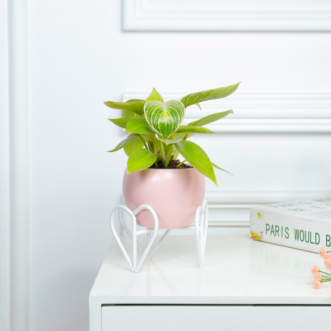Buy Birkin Philodendron In Heart Stand Pink Pot Online