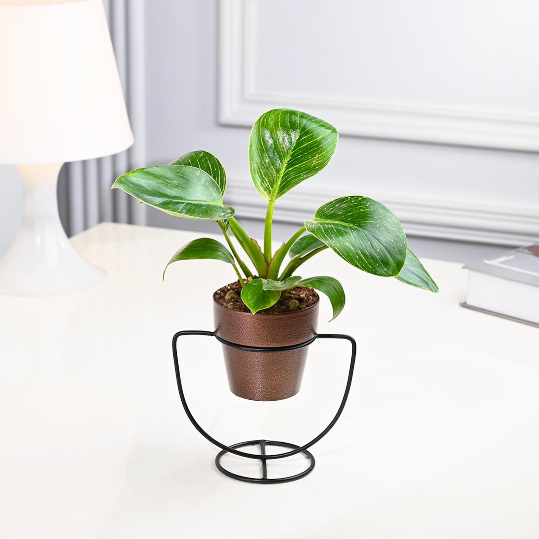 Briking Plant in Texture Pot with U-Shape Stand