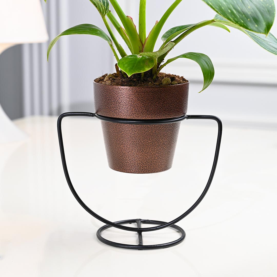 Briking Plant in Texture Pot with U-Shape Stand