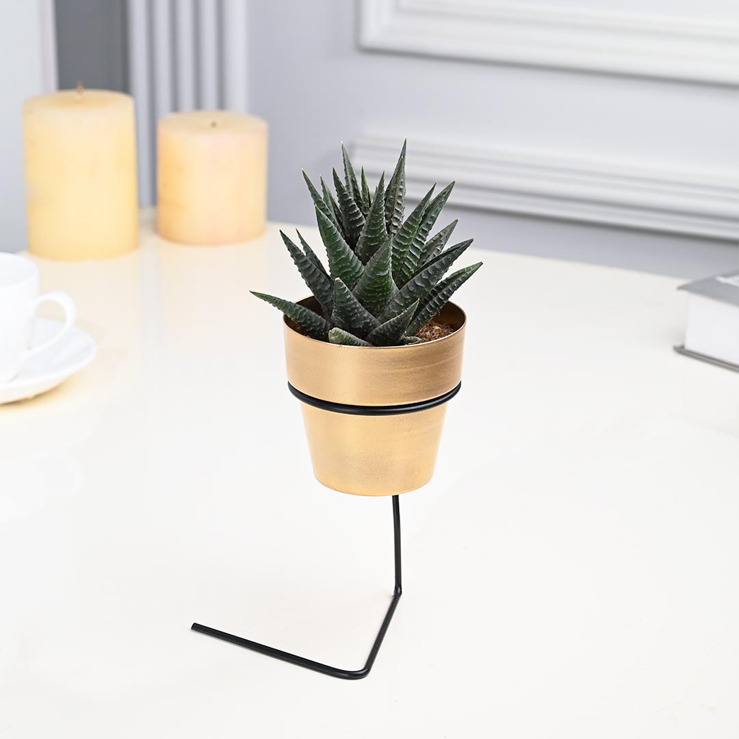 Calming Aloe Vera in Golden Pot with Slide Stand