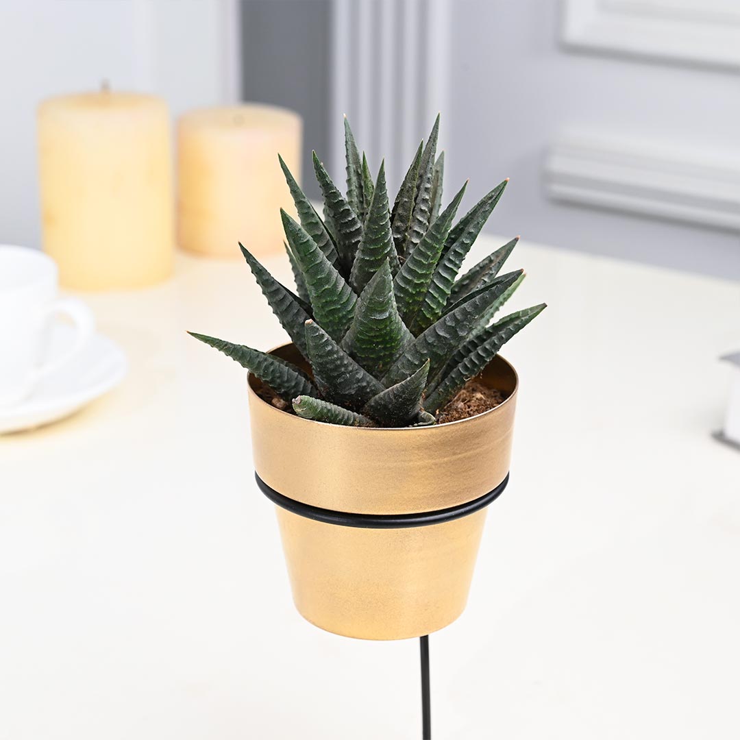 Calming Aloe Vera in Golden Pot with Slide Stand