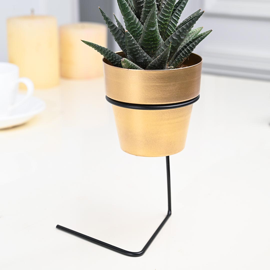 Calming Aloe Vera in Golden Pot with Slide Stand