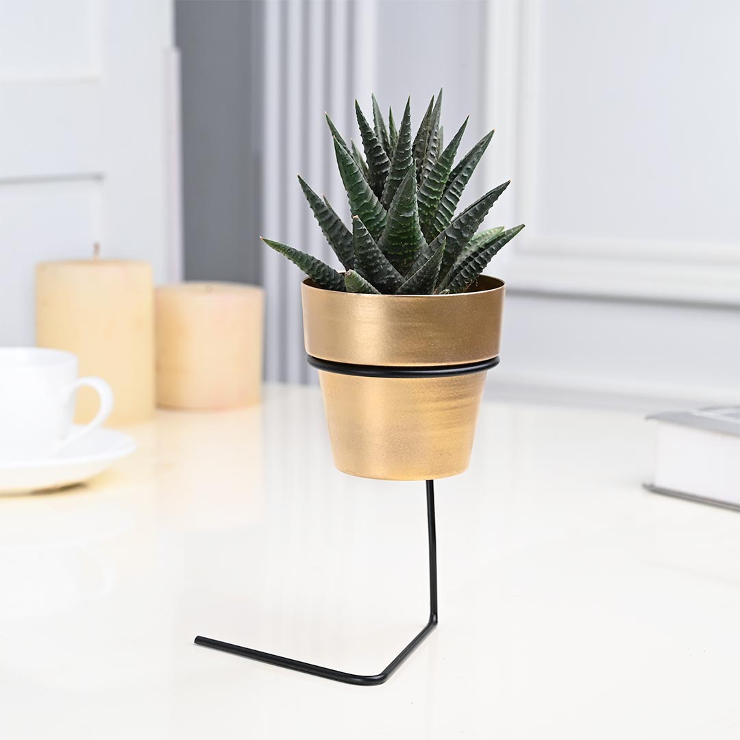 Calming Aloe Vera in Golden Pot with Slide Stand