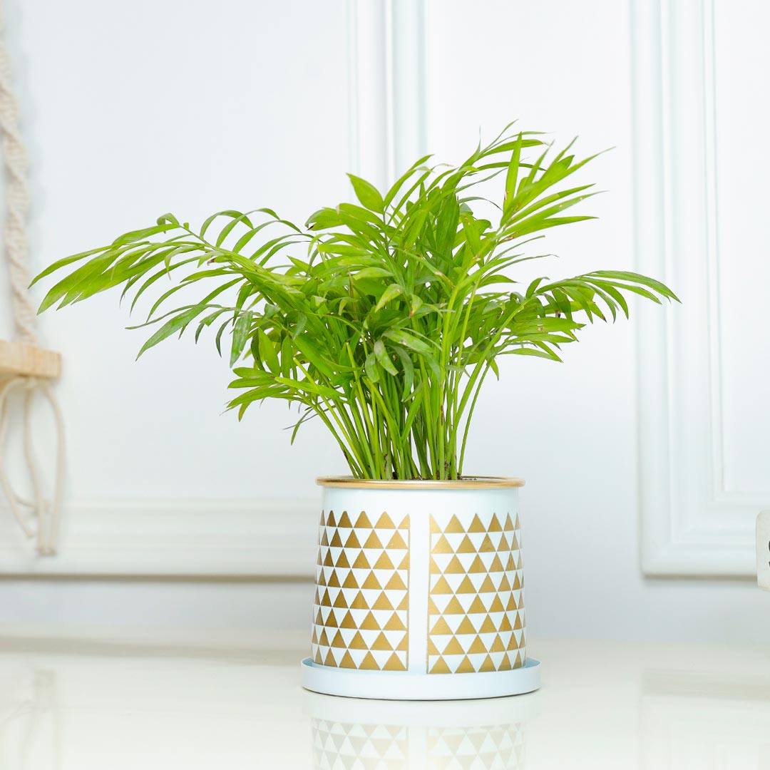 Chamaedorea Plant In Golden Strip Cylinder Pot