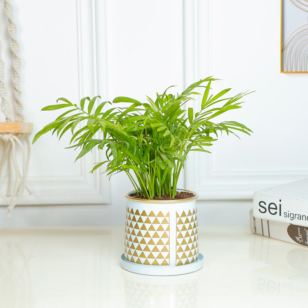 Chamaedorea Plant In Golden Strip Cylinder Pot