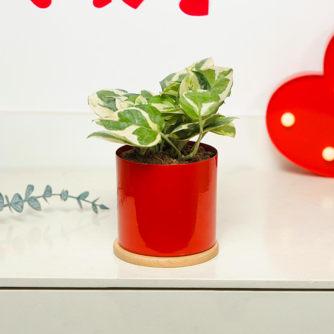 Charmig Green Plant In Red Pot