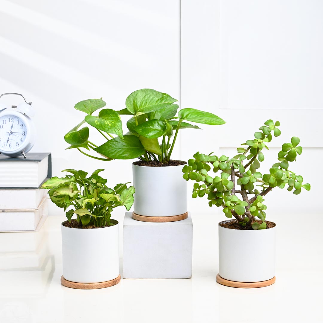 Buy Combo Of 3 Indoor Houseplant Online