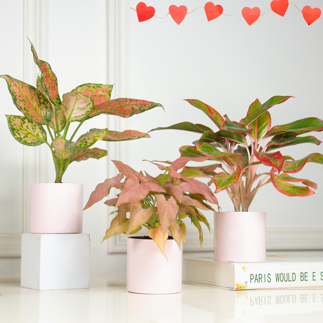 Combo of 3 Pink Paradise Plant