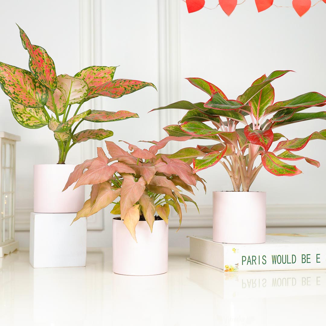 Combo of 3 Pink Paradise Plant