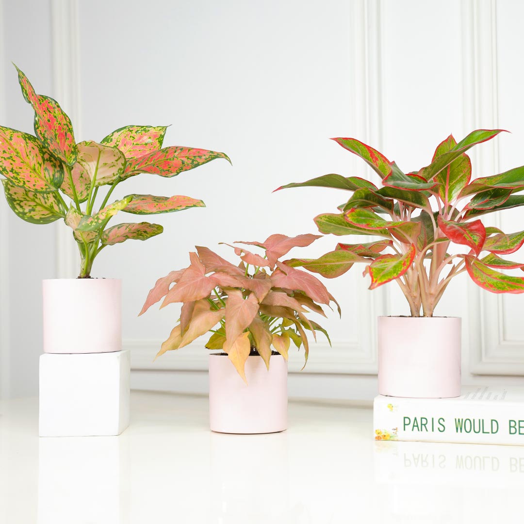 https://www.unrealgift.com/Combo of 3 Pink Paradise Plant