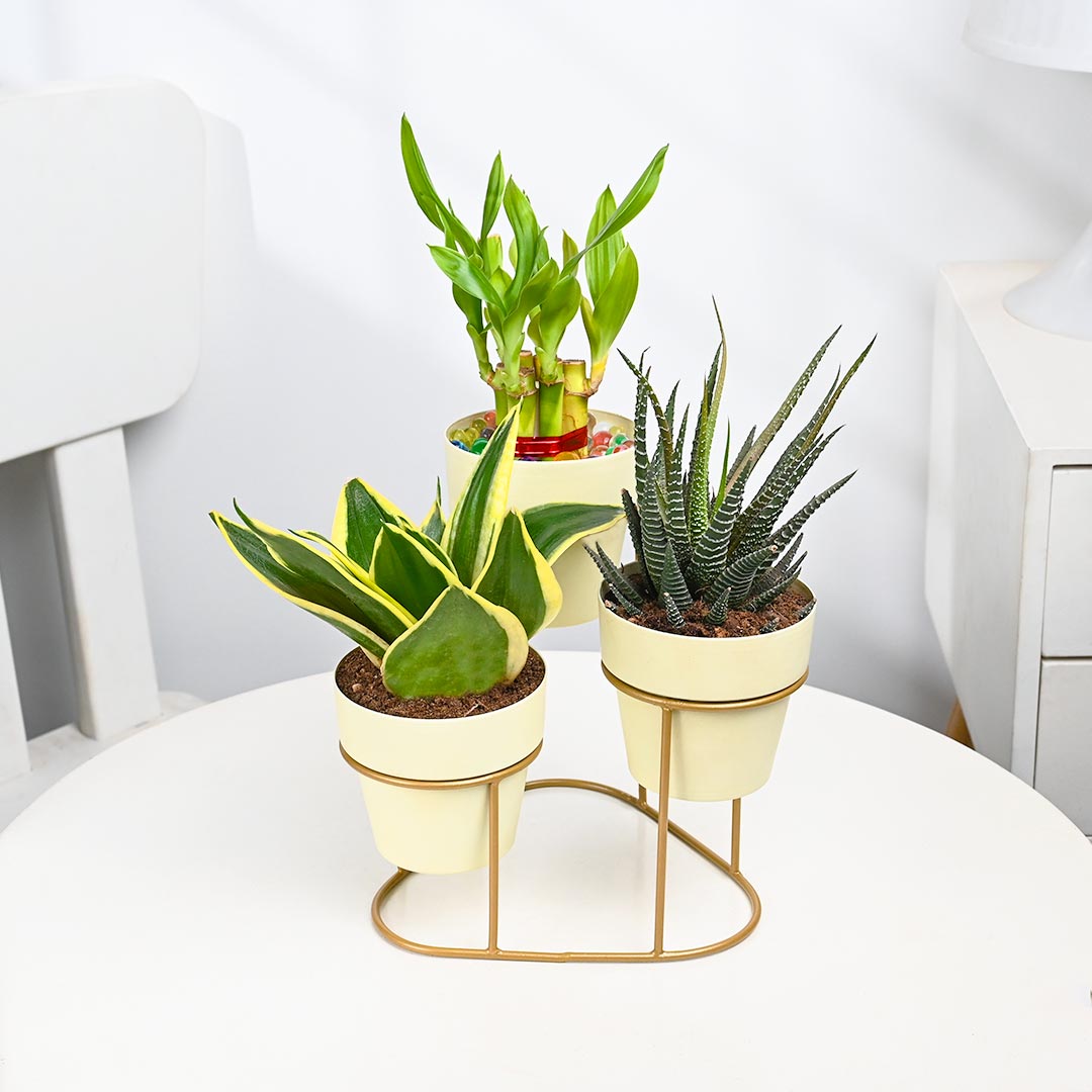 Combo Of 3 Plant In Stylish Stand