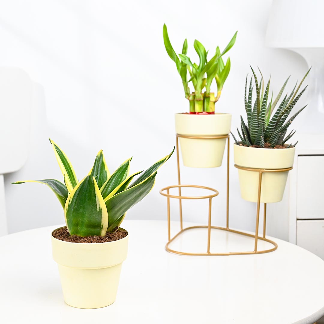 Combo Of 3 Plant In Stylish Stand