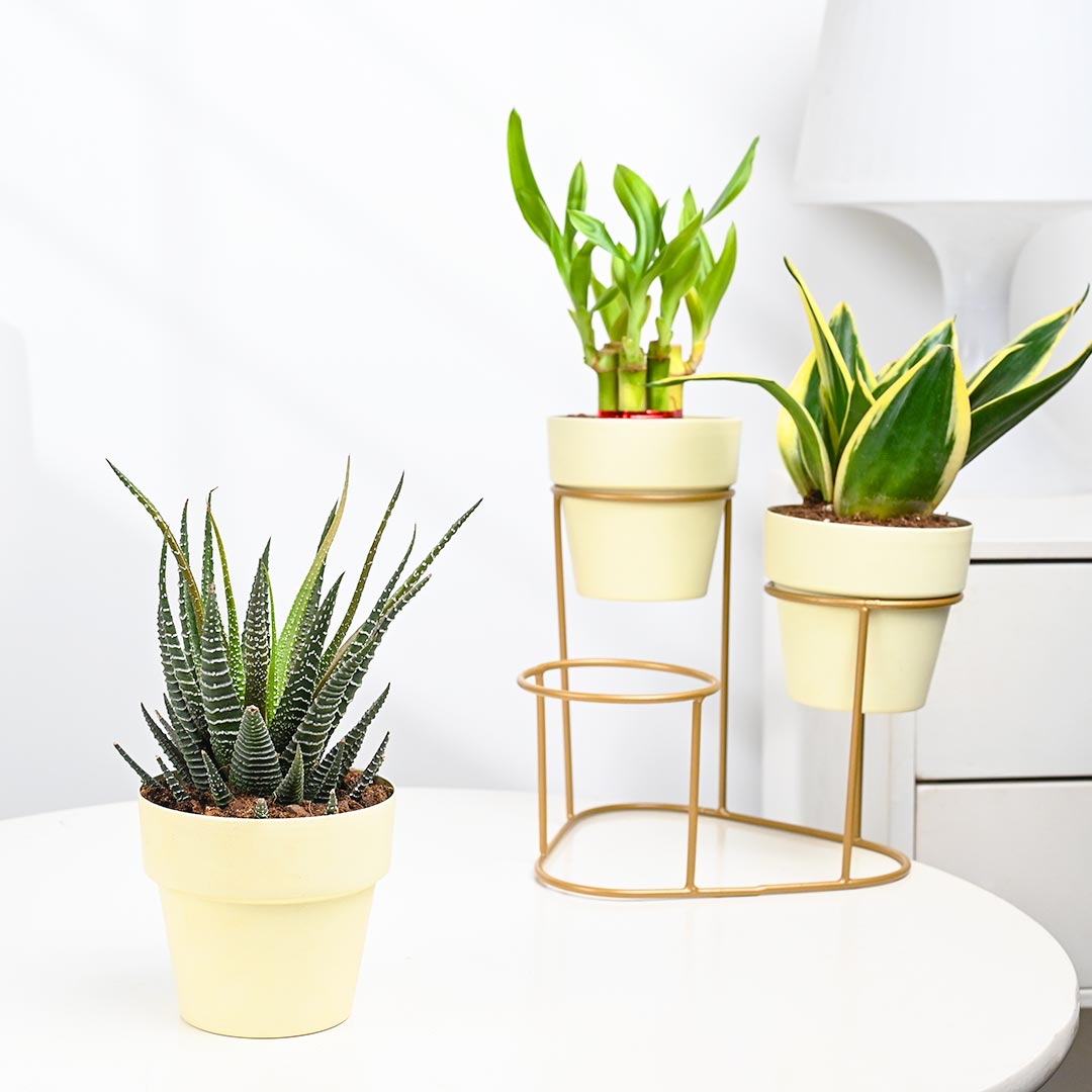 Combo Of 3 Plant In Stylish Stand