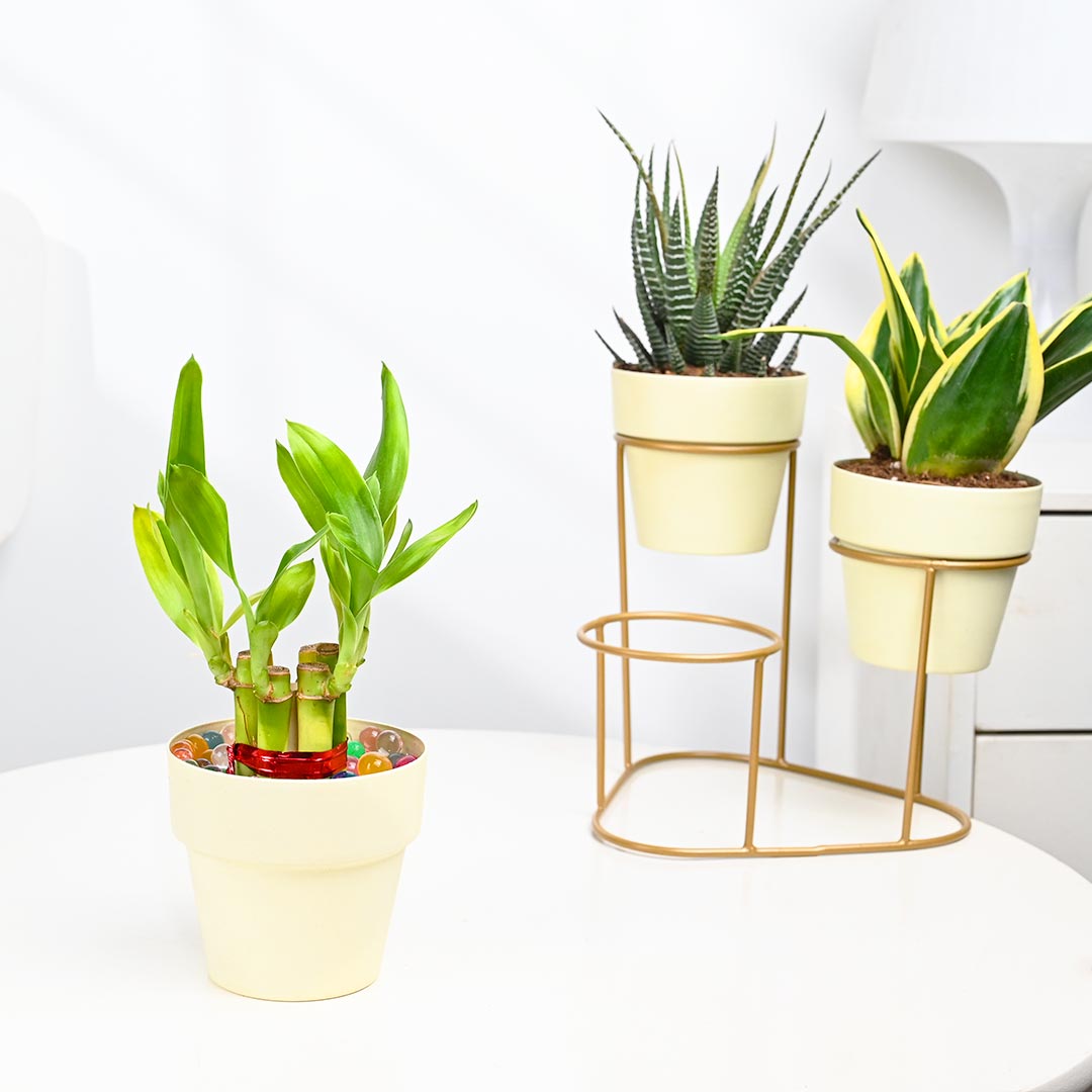 Combo Of 3 Plant In Stylish Stand