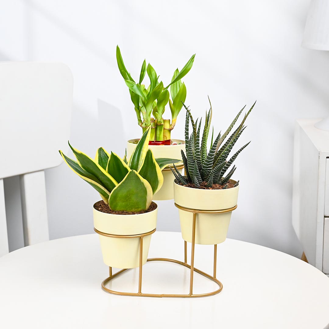 Combo Of 3 Plant In Stylish Stand