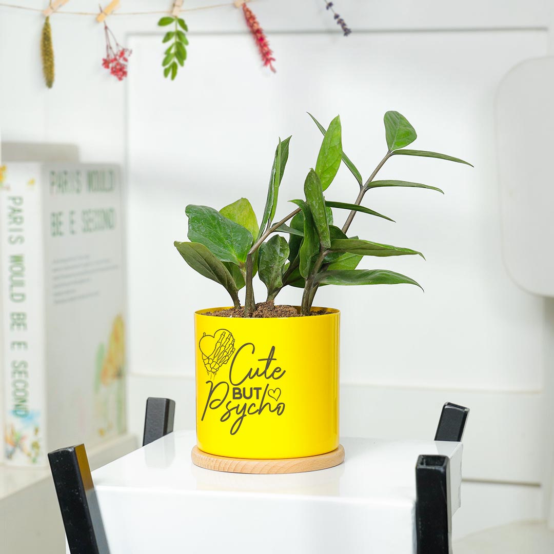 Cute Psycho - ZZ Plant in Yellow Pot