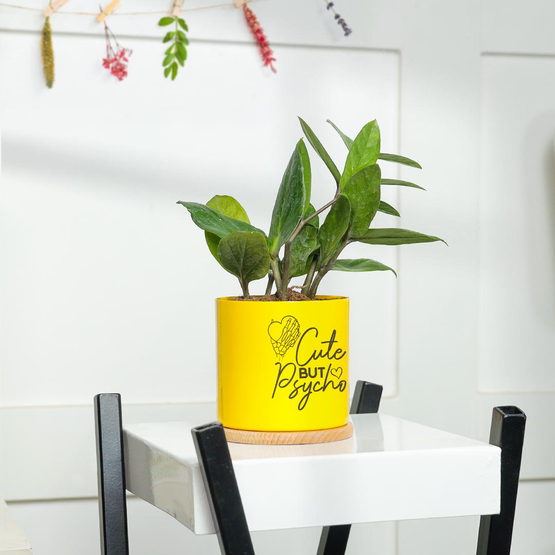 Cute Psycho - ZZ Plant in Yellow Pot