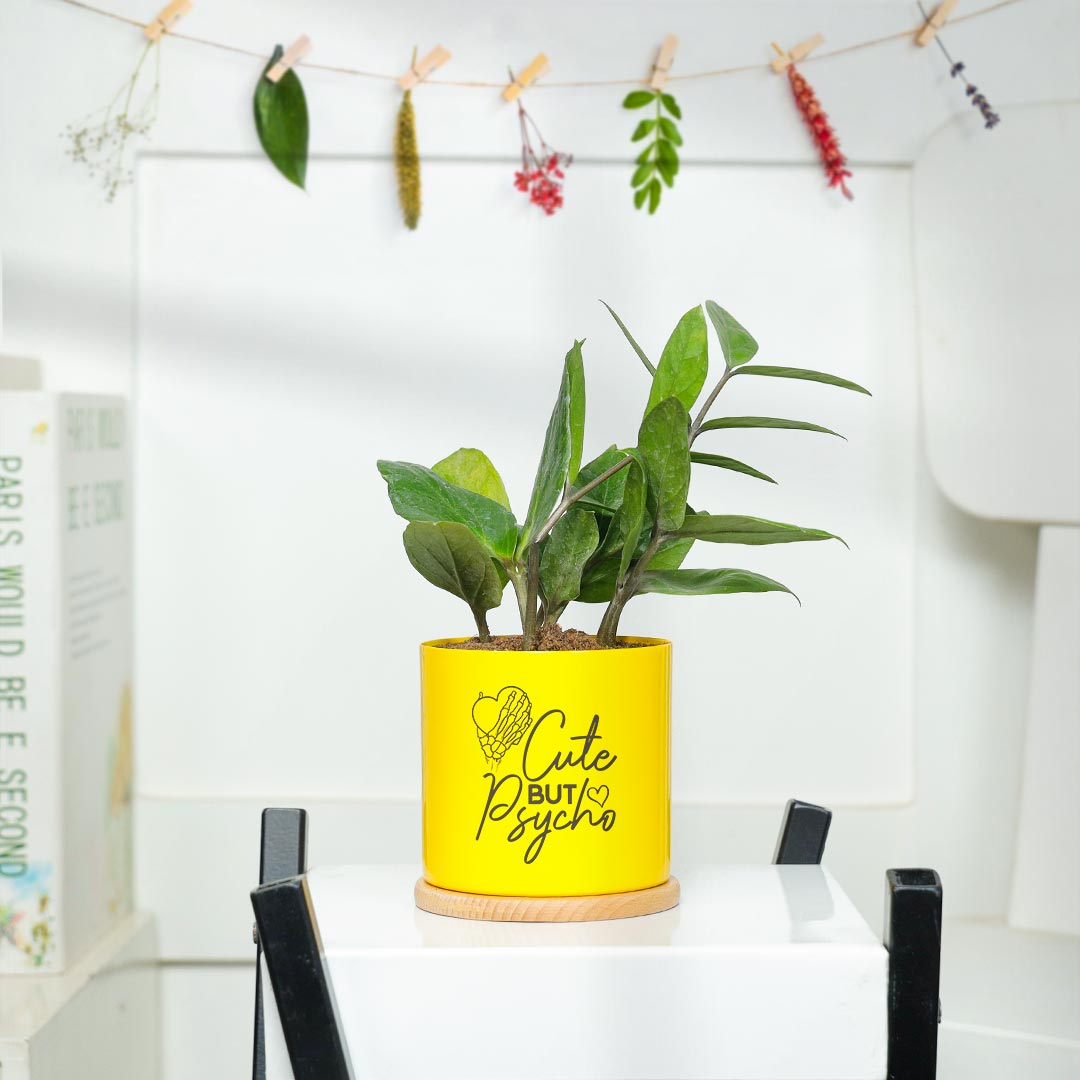 https://www.unrealgift.com/Cute Psycho - ZZ Plant in Yellow Pot