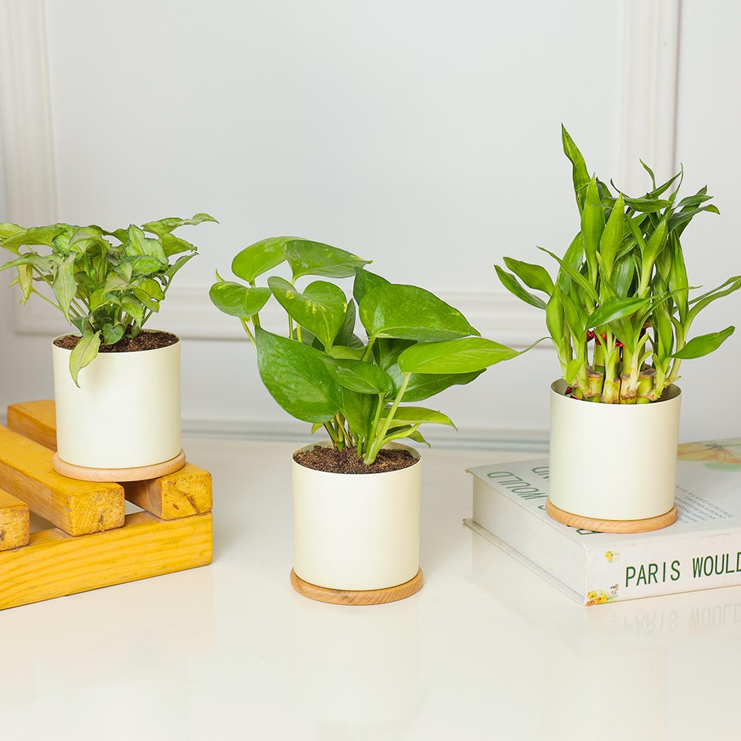 Delightful Combo Of 3 Plant In Ivory Planter