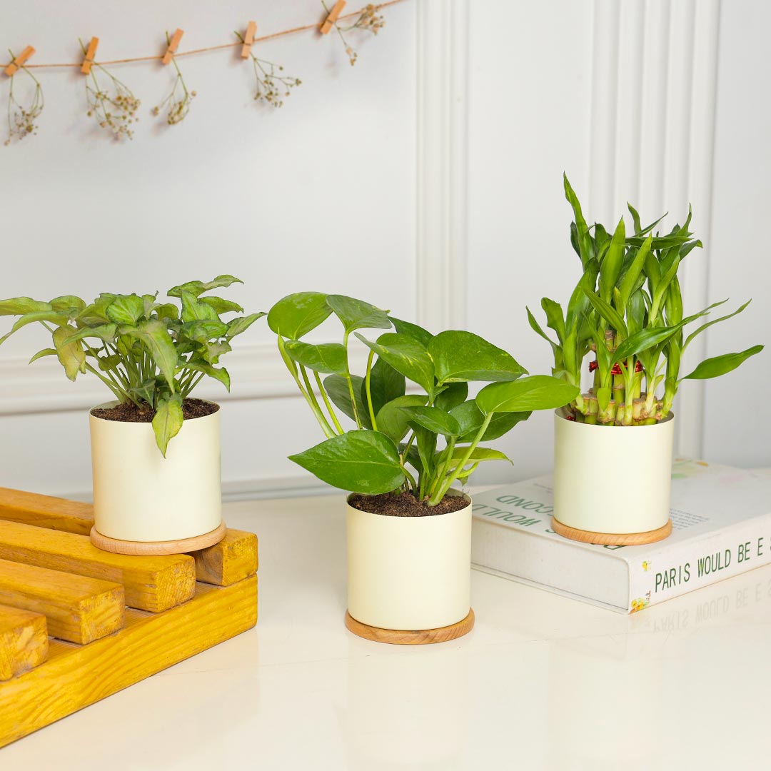 Delightful Combo Of 3 Plant In Ivory Planter