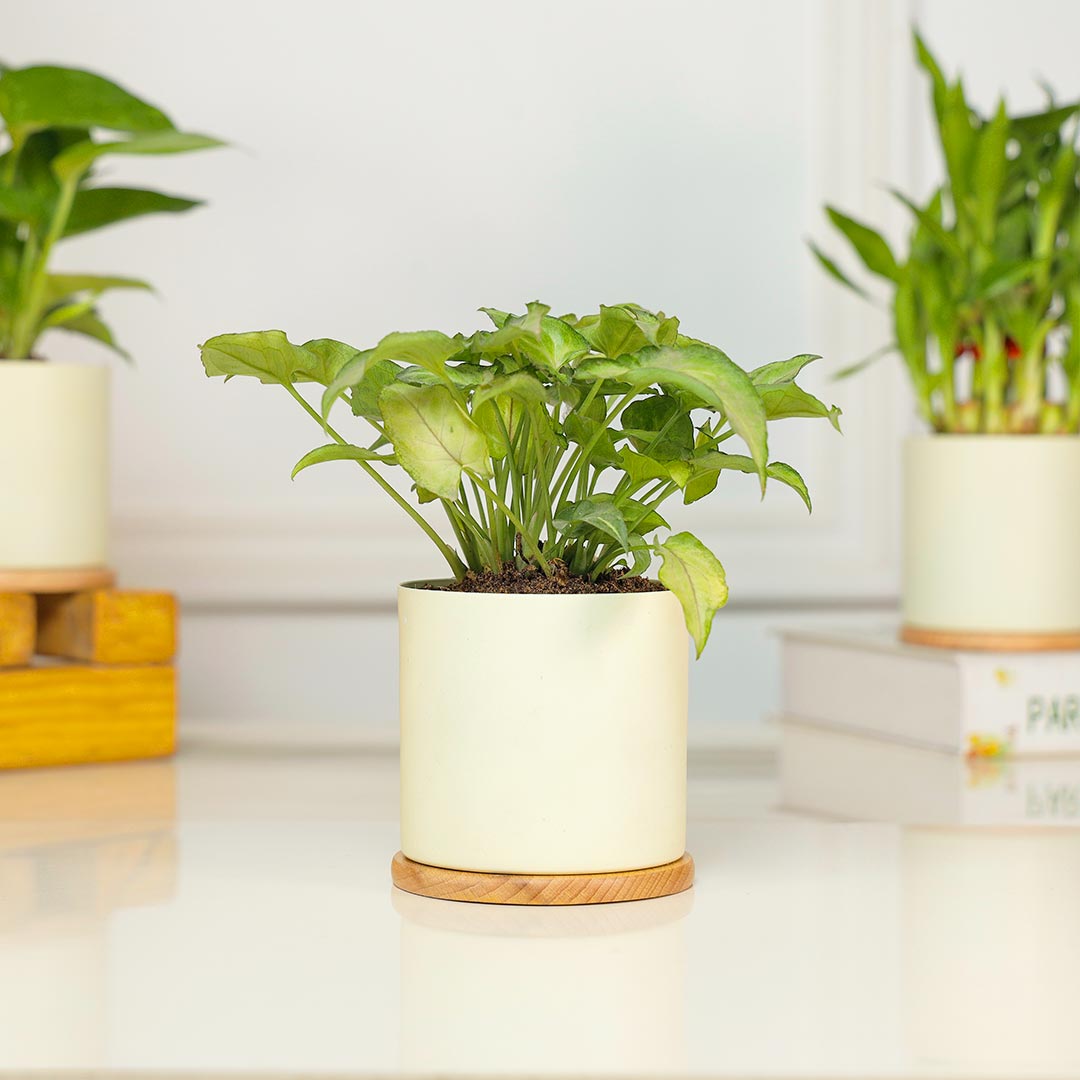 Delightful Combo Of 3 Plant In Ivory Planter