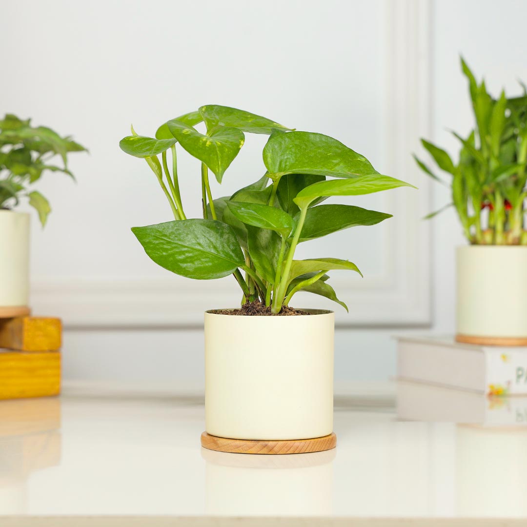 Delightful Combo Of 3 Plant In Ivory Planter