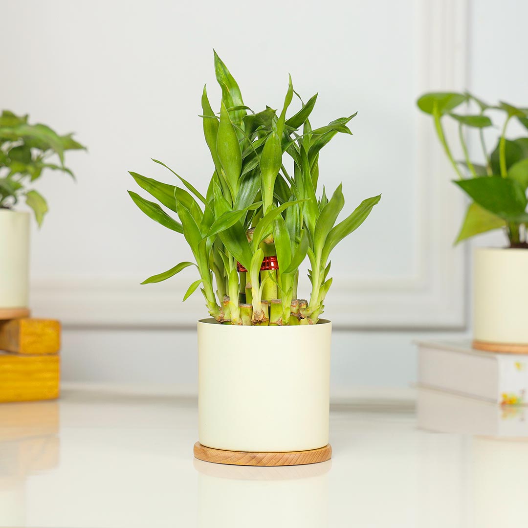 Delightful Combo Of 3 Plant In Ivory Planter