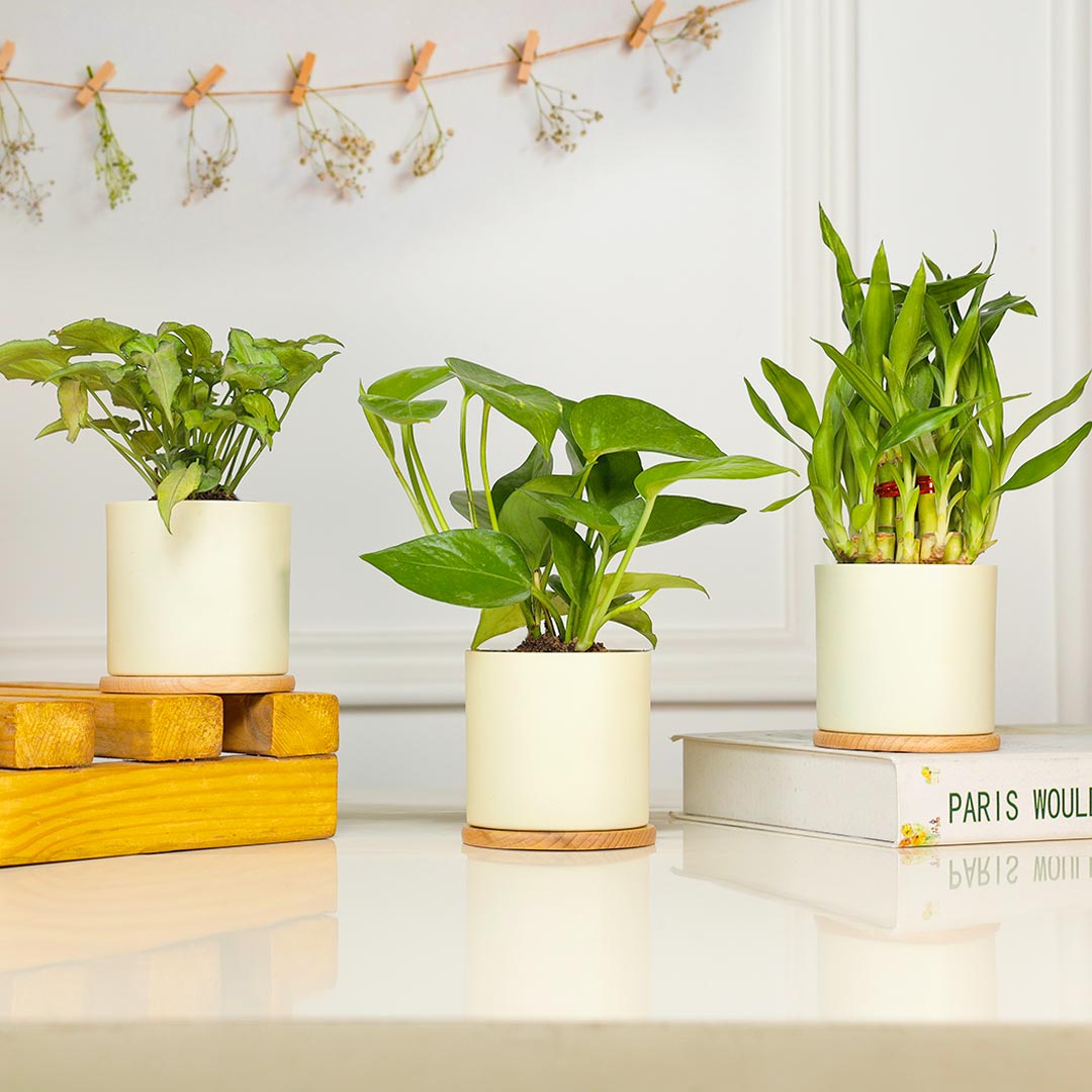 Delightful Combo Of 3 Plant In Ivory Planter