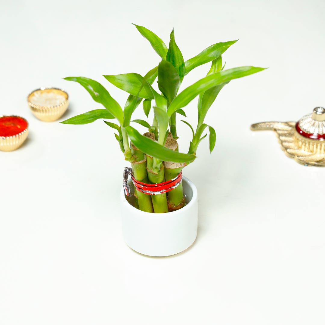 Designer Tree Rakhi & Indoor Plant