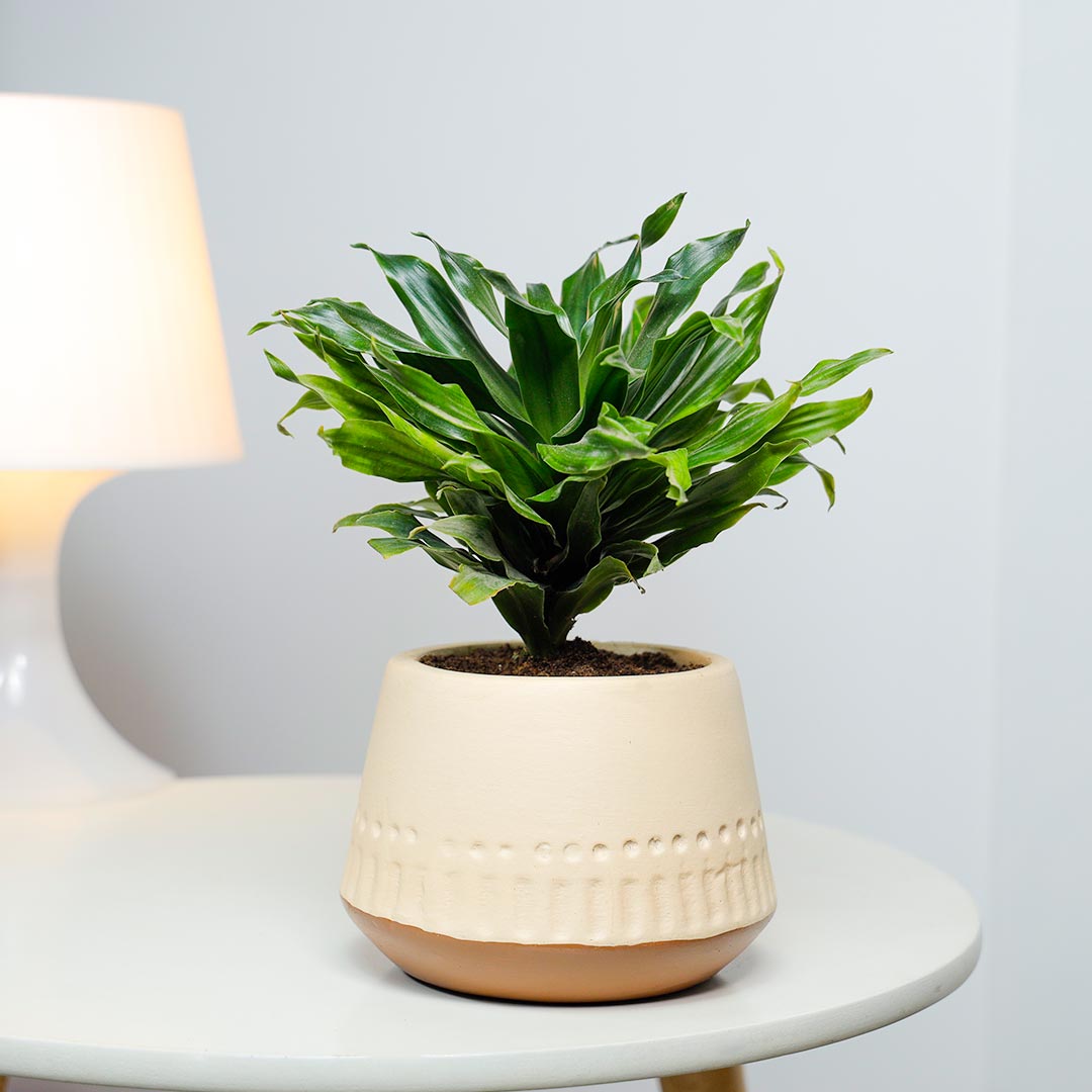 Dracena Compacta In Terracotta Pot