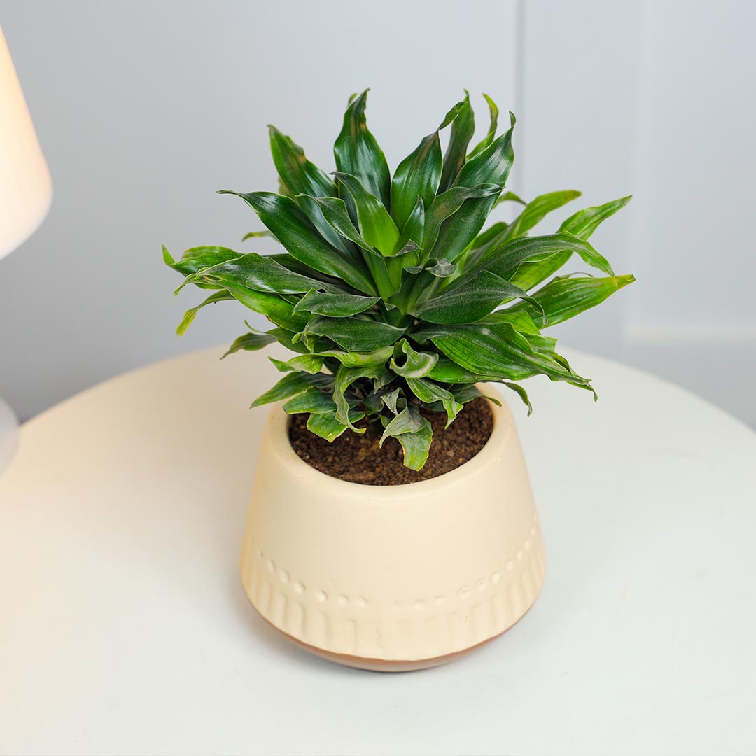 Dracena Compacta In Terracotta Pot