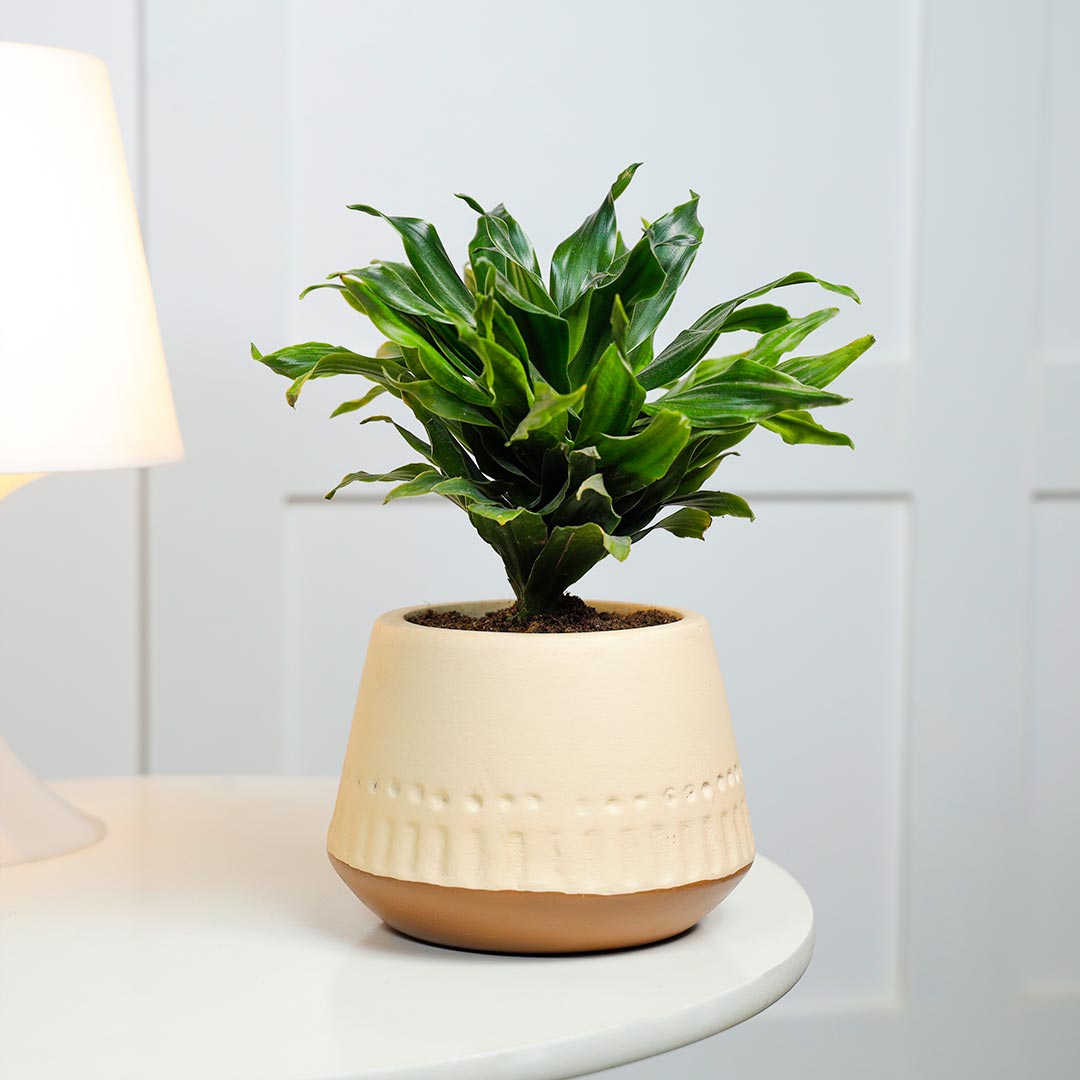 Dracena Compacta In Terracotta Pot Online