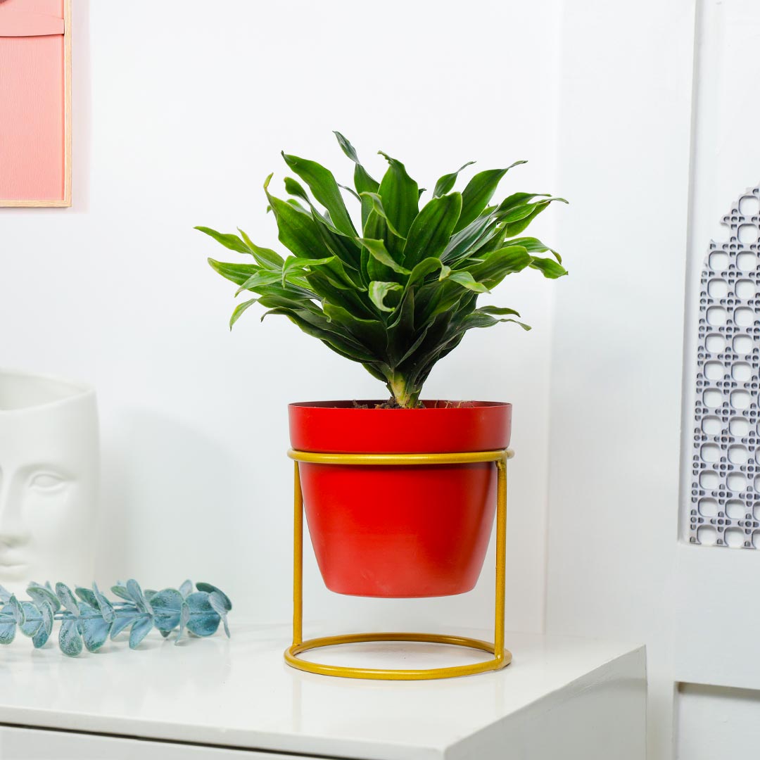 Dracena Compacta With Red Pot Circular Stand