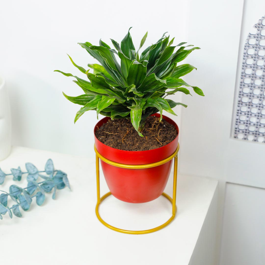 Dracena Compacta With Red Pot Circular Stand