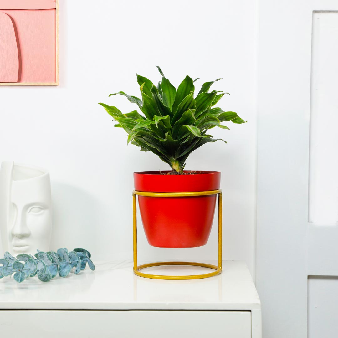 Dracena Compacta With Red Pot Circular Stand