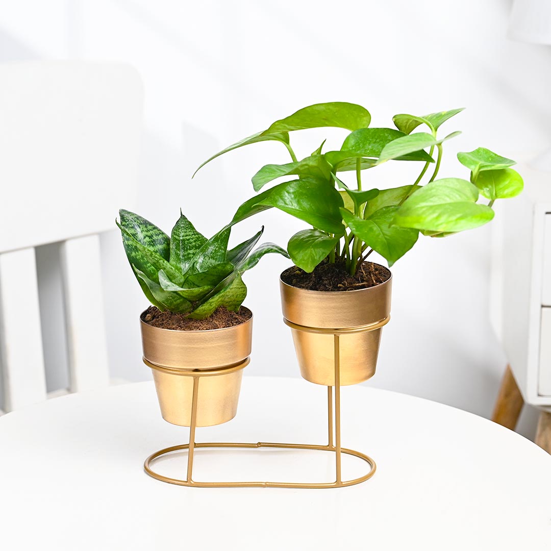 Duo Plants With Single Stand