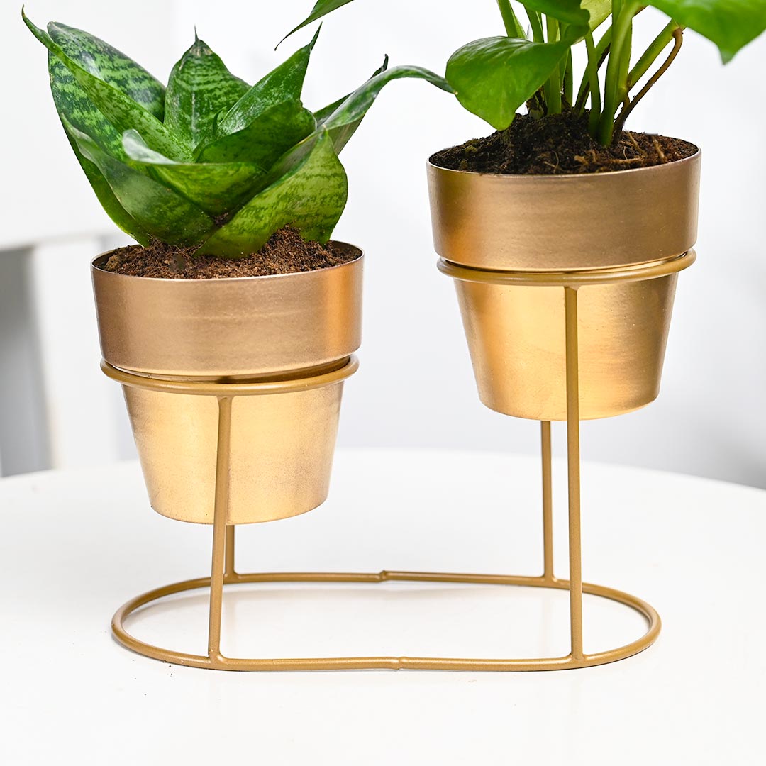 Duo Plants With Single Stand