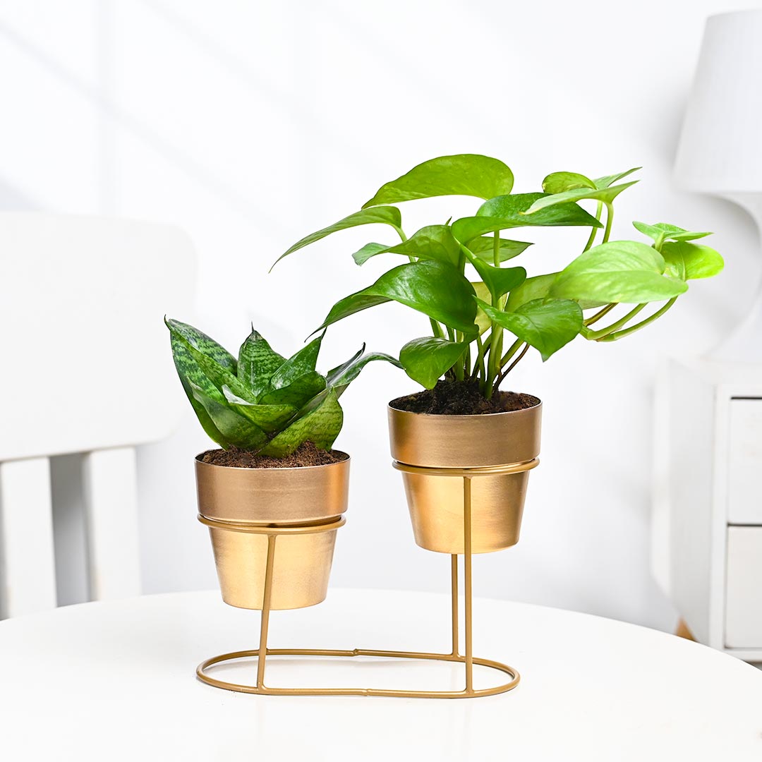 Duo Plants With Single Stand