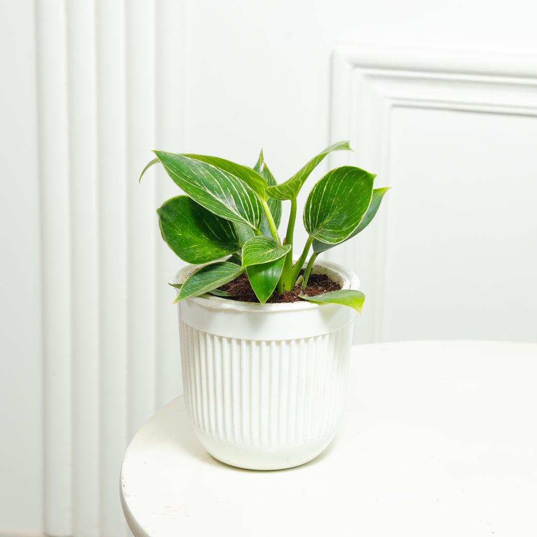 Elegant Birkin Plant in White Pot